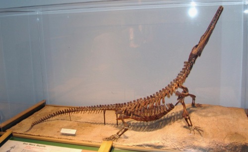 Champsosaurus gigas