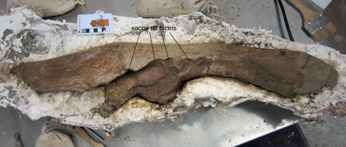 ceratopsid ilium